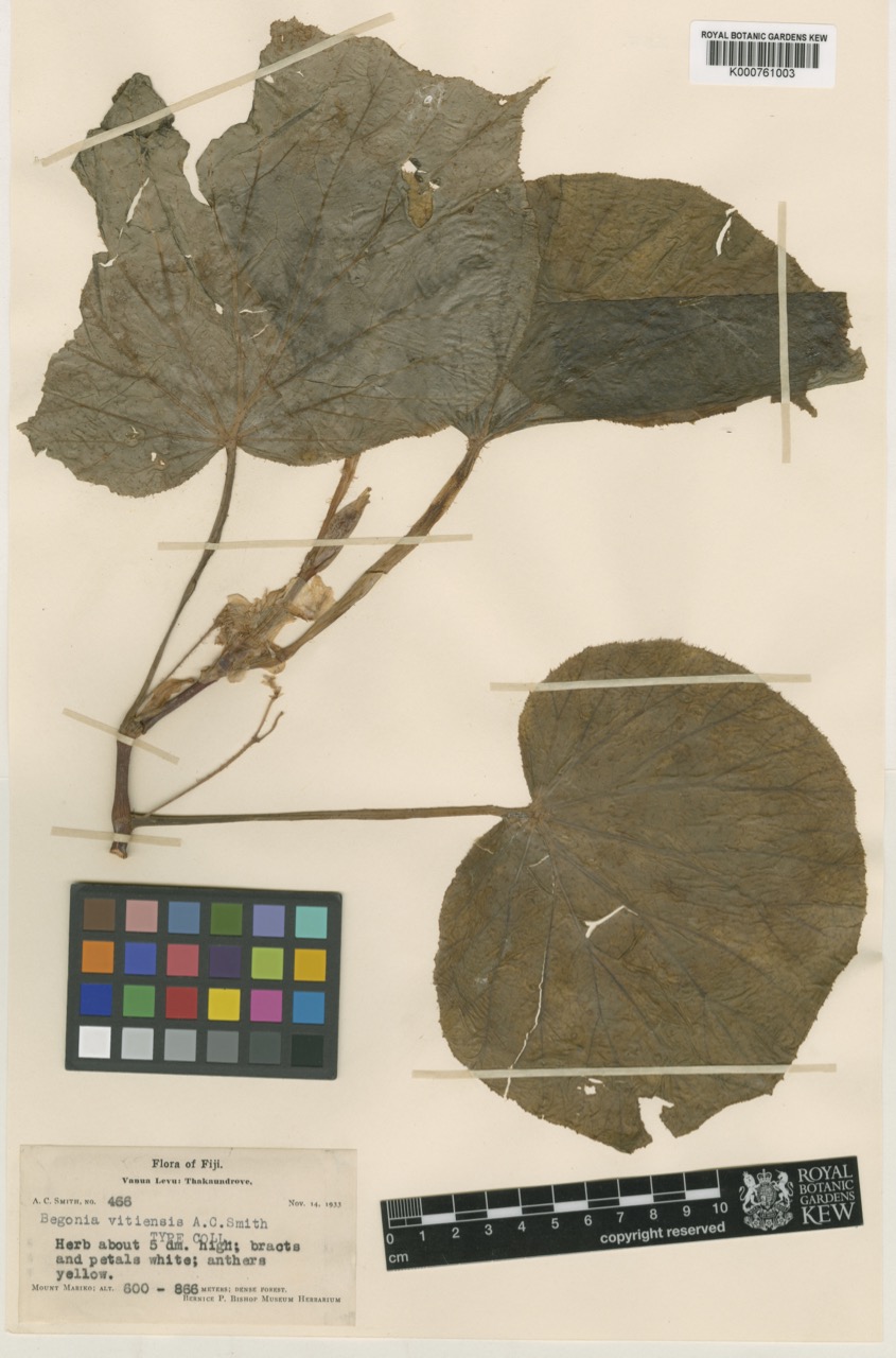 B. vitiensis